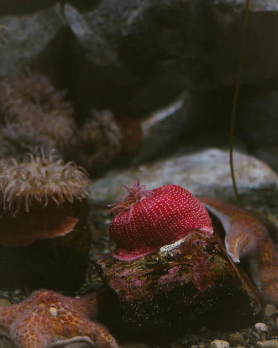 anemona and other plant life on a rocky surface