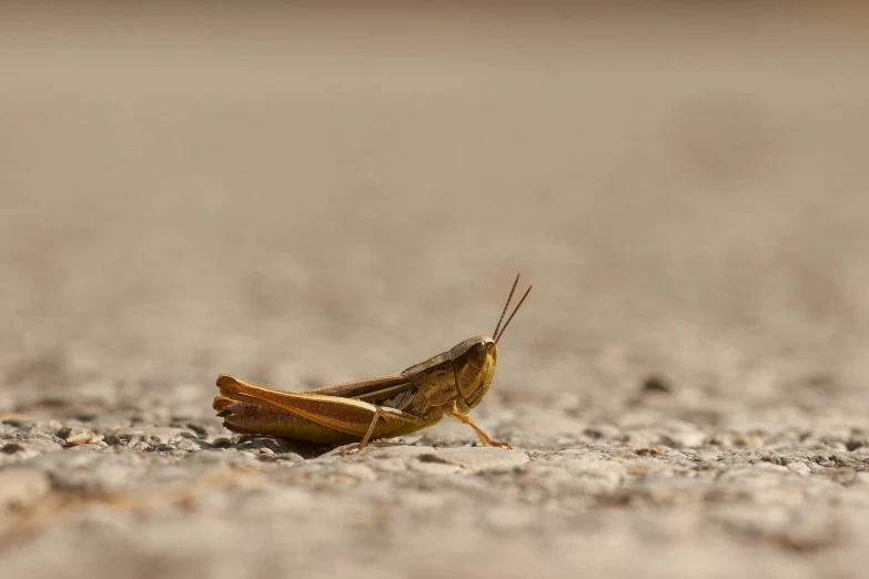 a large brown insect is crawling on sand