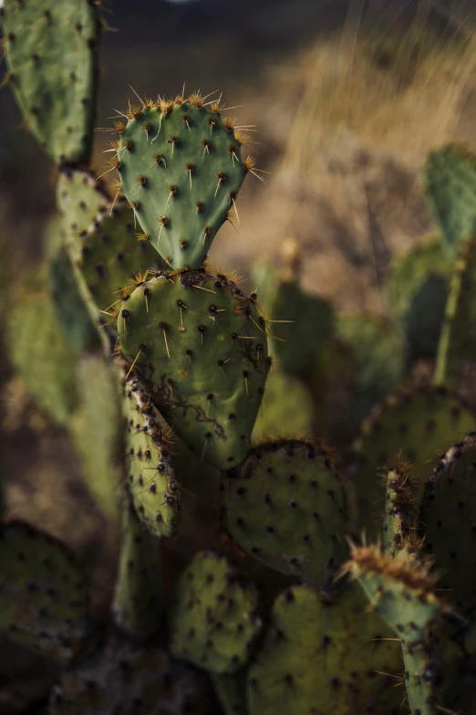 the small cactus is all green and ready for picking