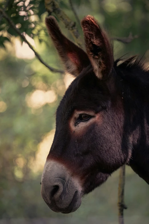 a close - up of a donkey's face and head