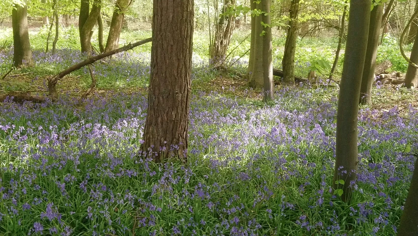 bluebell flowers cover the ground next to a forest