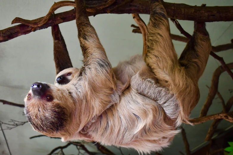 there is a sloth hanging upside down