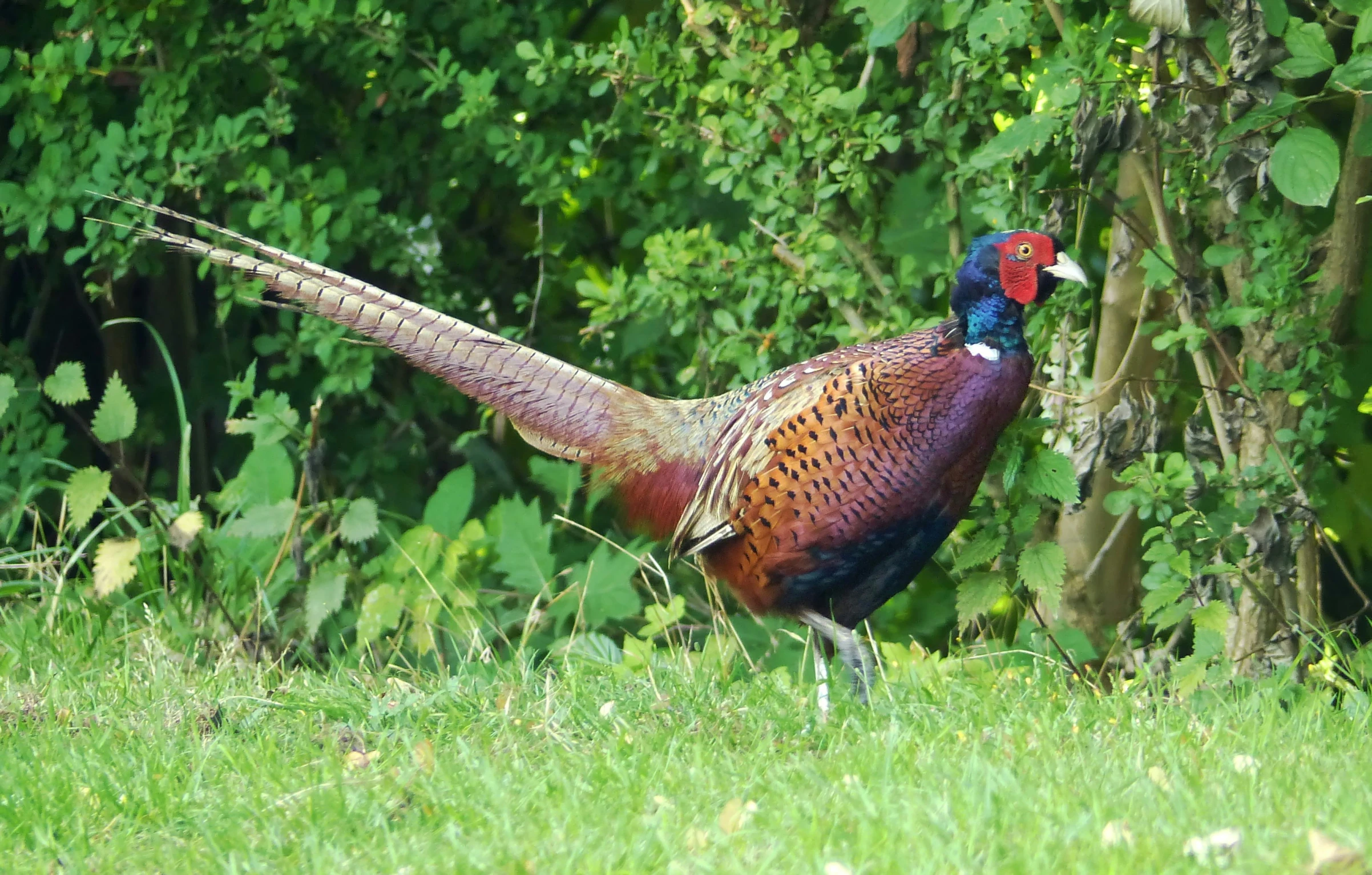 the colorful peacock is standing in a grassy field