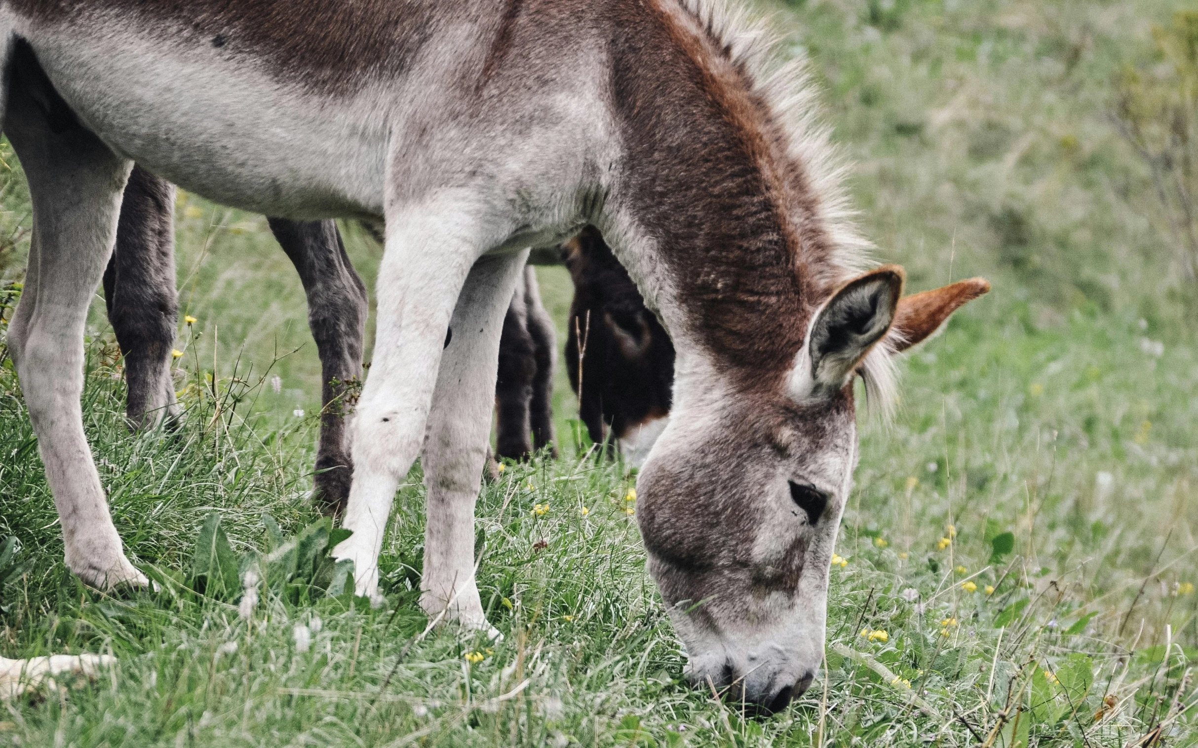 two donkeys grazing on a hill side together