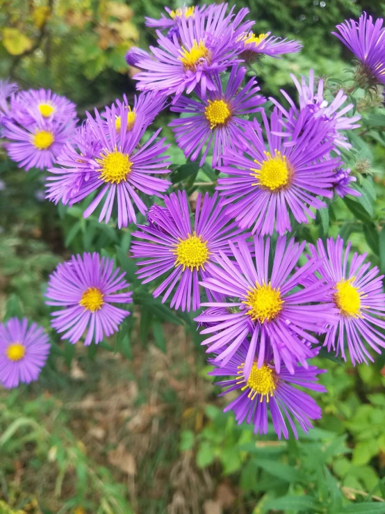 purple flowers and greenery along the trail in summer