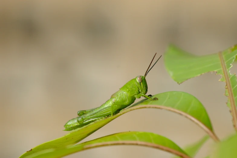 the large, green praying bug is sitting on a leaf