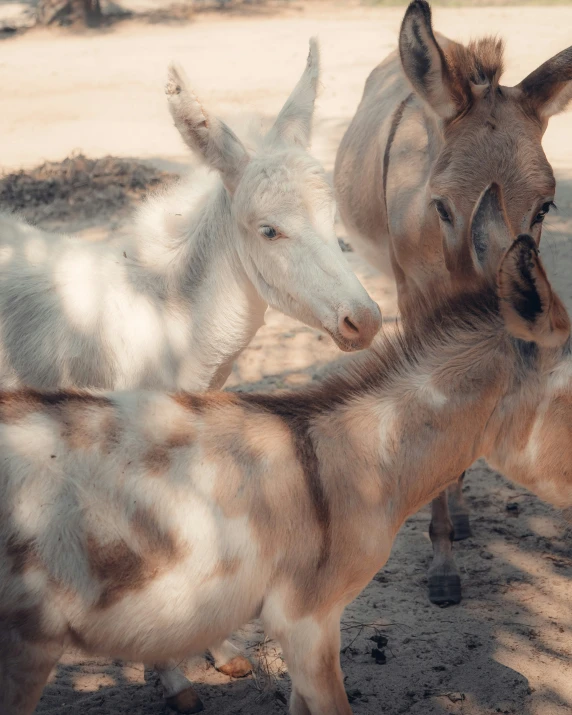 two baby donkeys standing next to each other on dirt