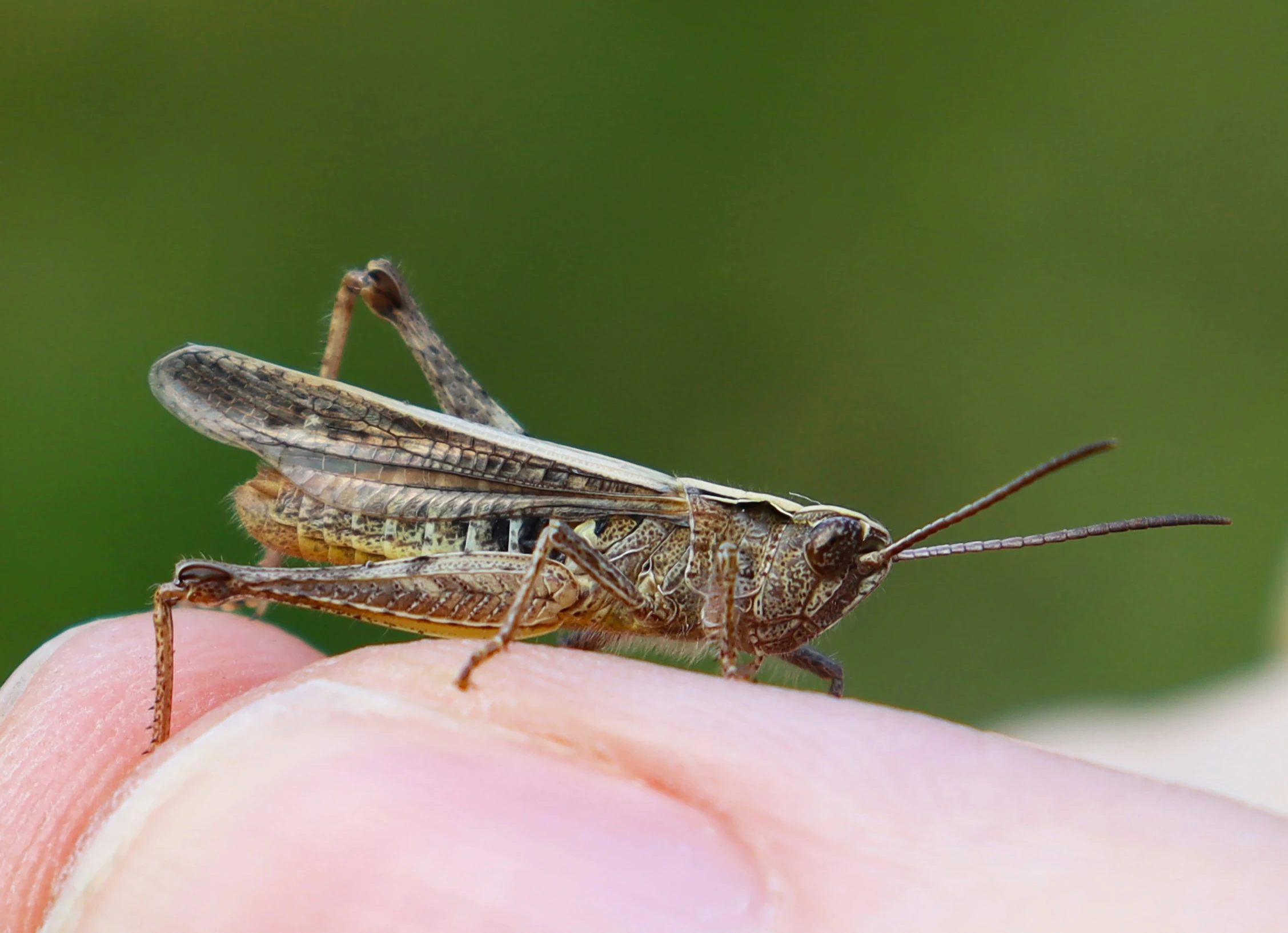 a close up of a person holding a bug