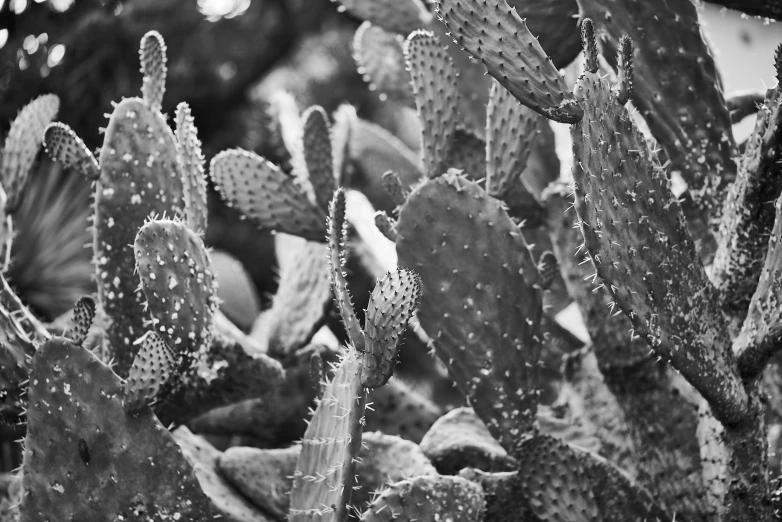 a group of cacti growing in the dirt