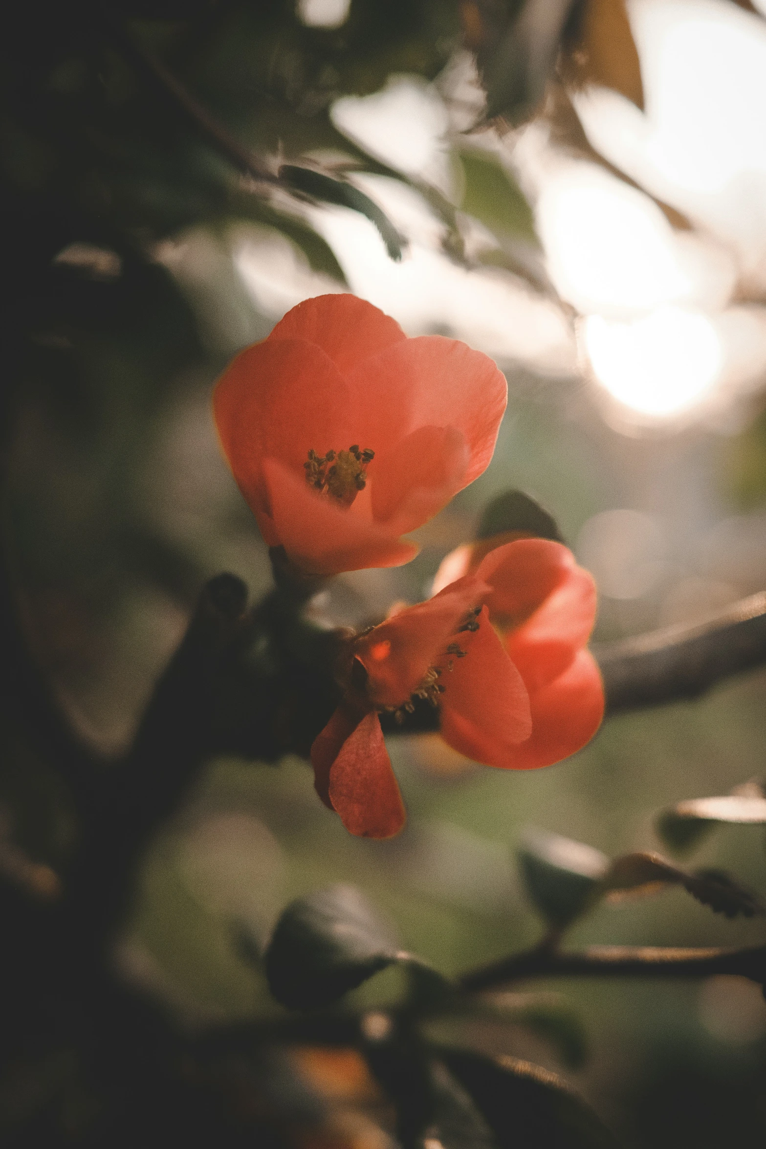 some red flowers blooming on the top of a tree