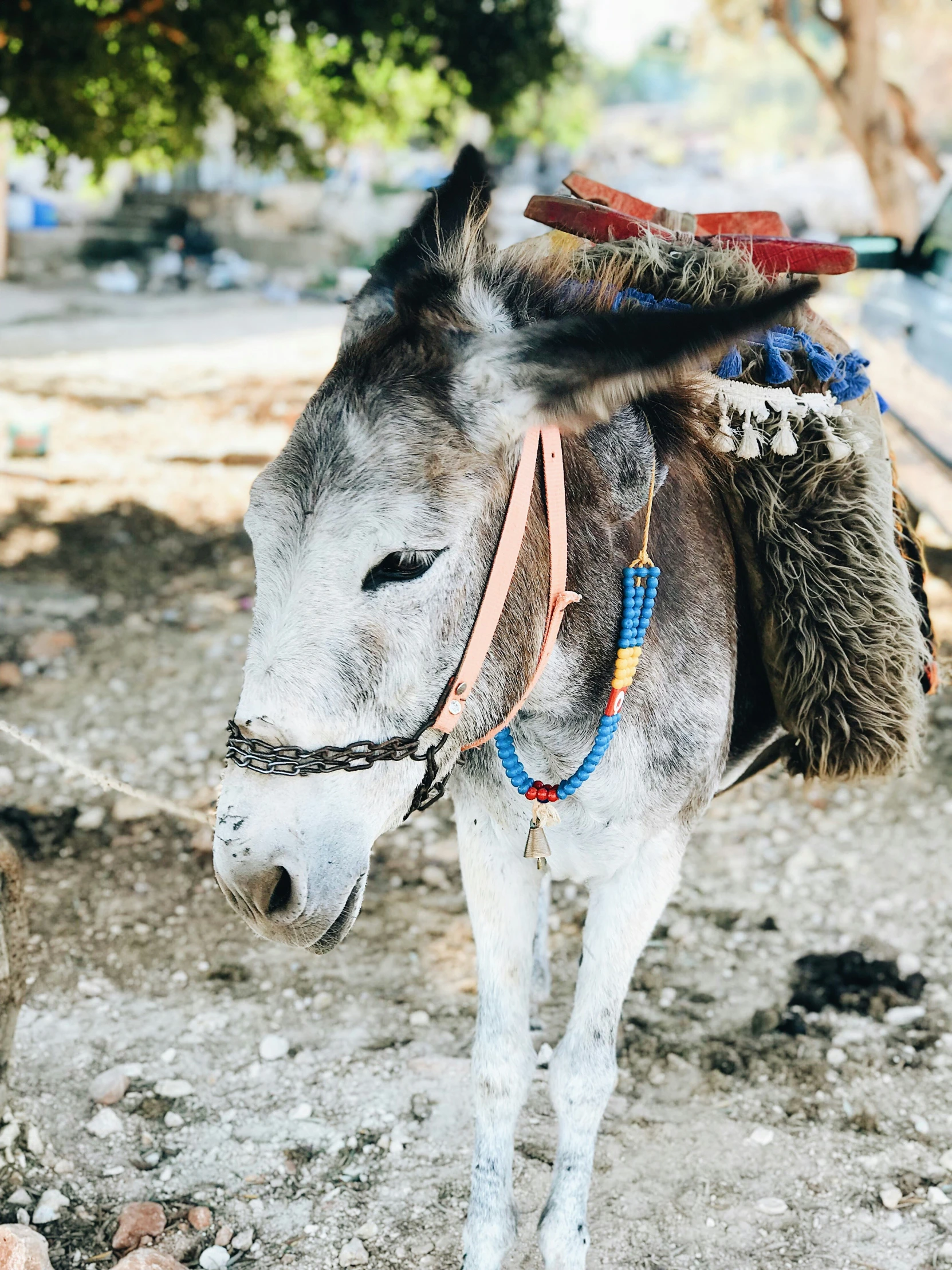 a donkey wearing head gear standing in a field