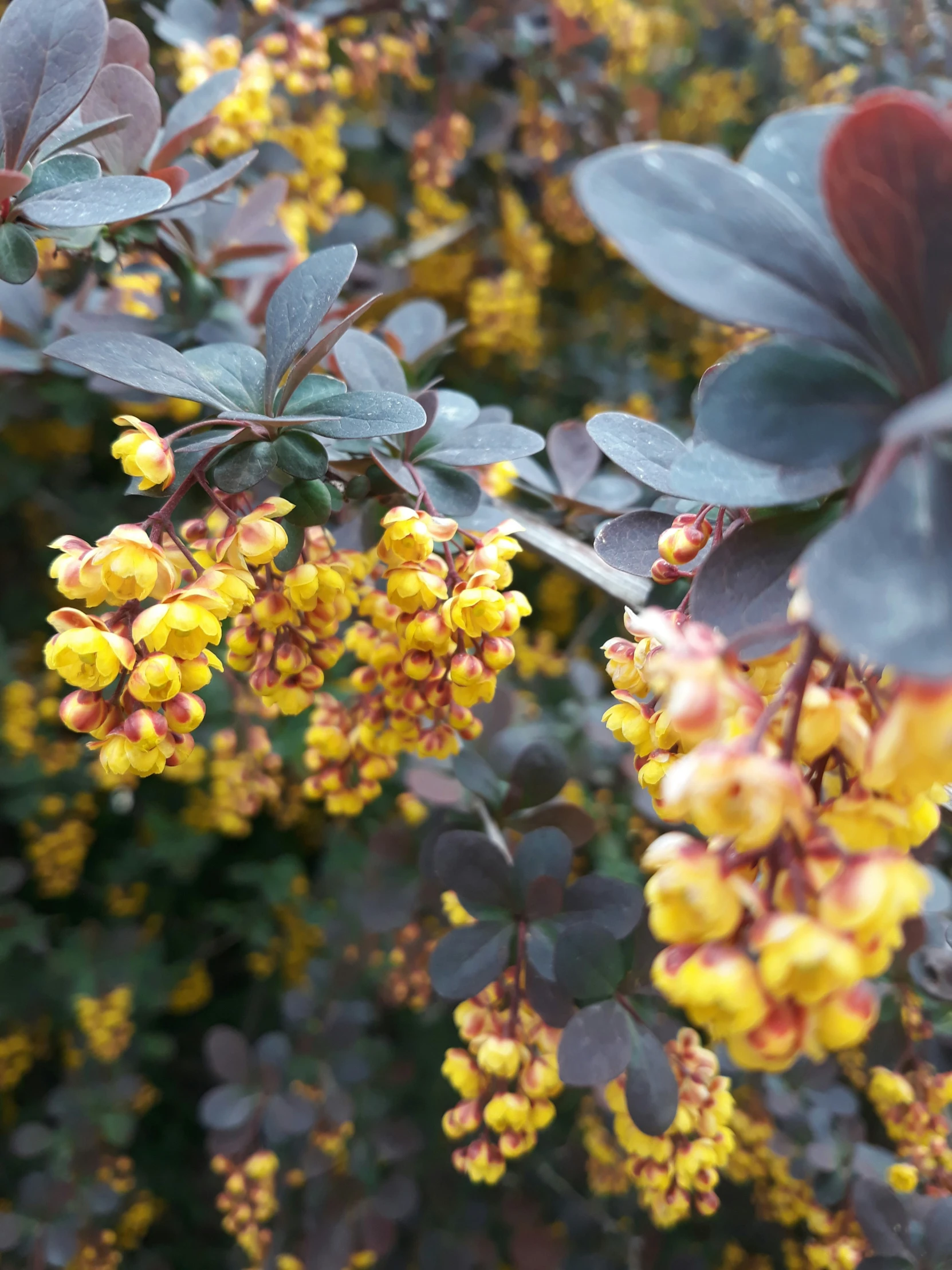 green leaves and bright yellow flowers blooming on shrubbery