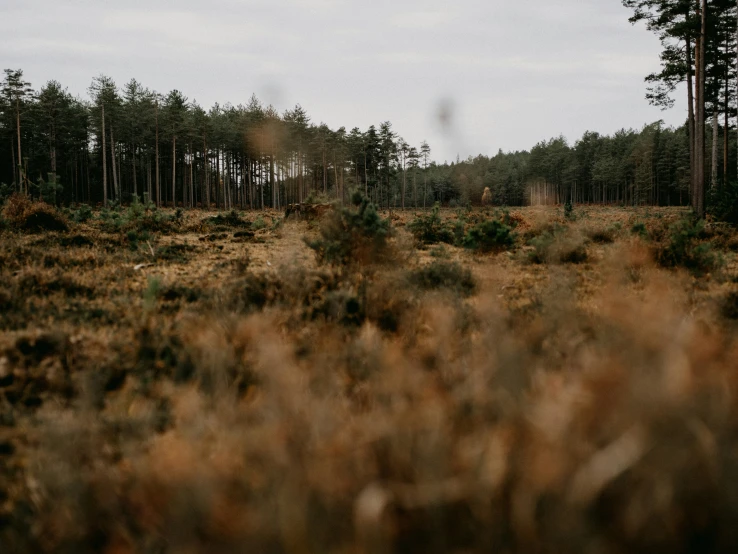 a black bear standing in the middle of a grassy area