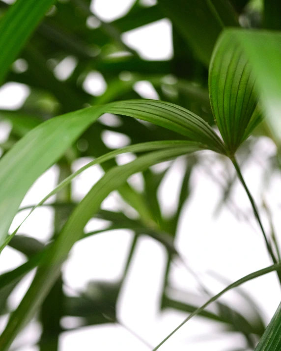 a close - up of a green plant with leaves against a white background