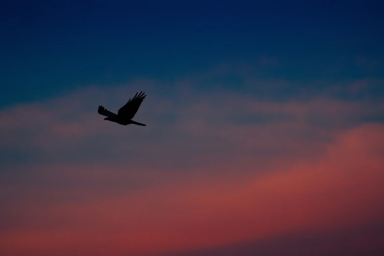a bird flying through a sunset filled sky