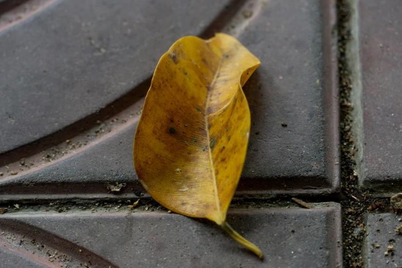 a yellow leaf laying on a gray tile floor