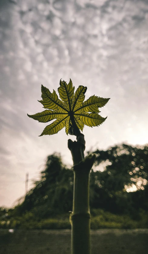 a small leaf held by a person with an eyeball in their hand