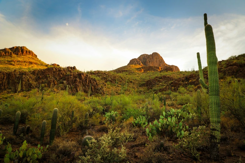 a cactus field in the middle of some mountains