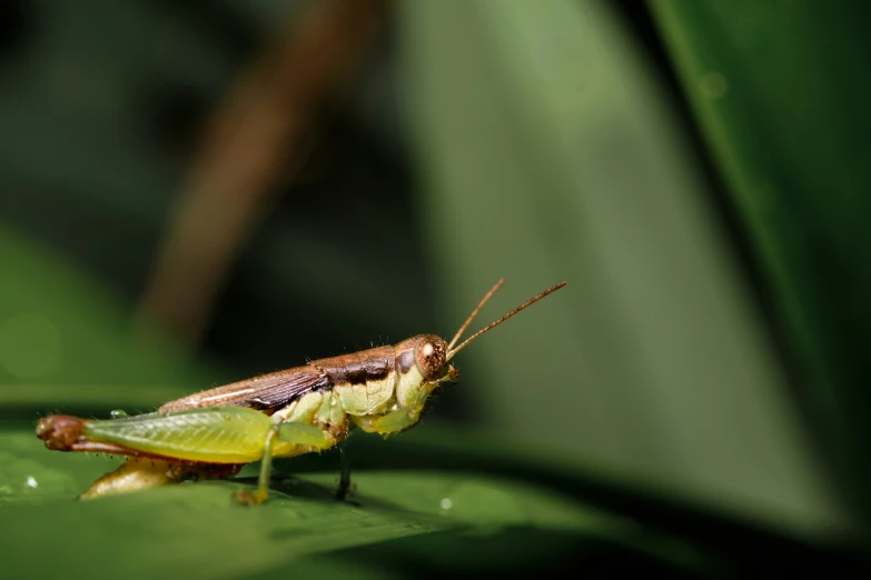 a brown grasshopper with yellow and red accents sits on a green leaf