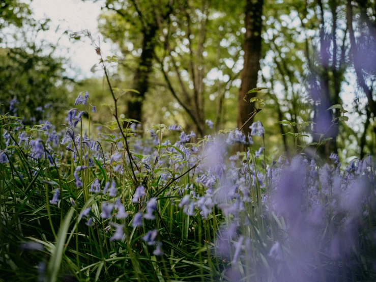 purple flowers grow in a bed of green grass