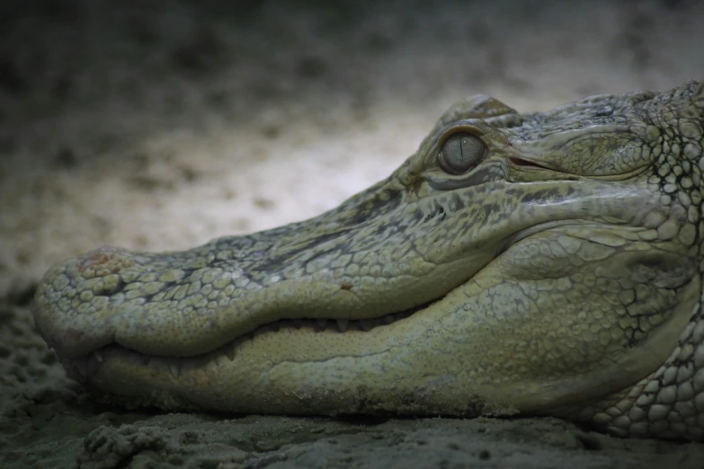 the eye of a crocodile resting on its side