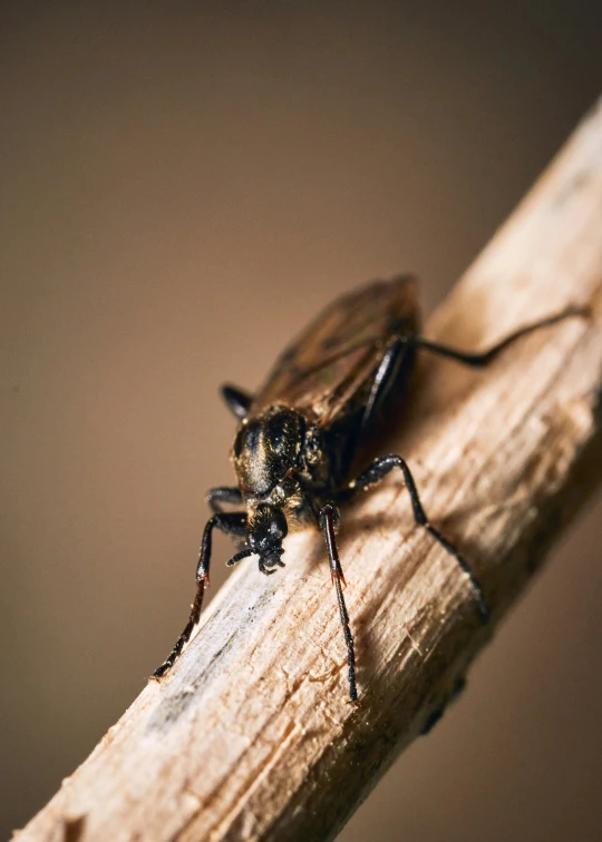 the large beetle is perched on a piece of wood