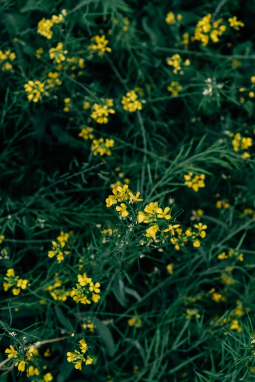 yellow flowers are growing near a leafy bush