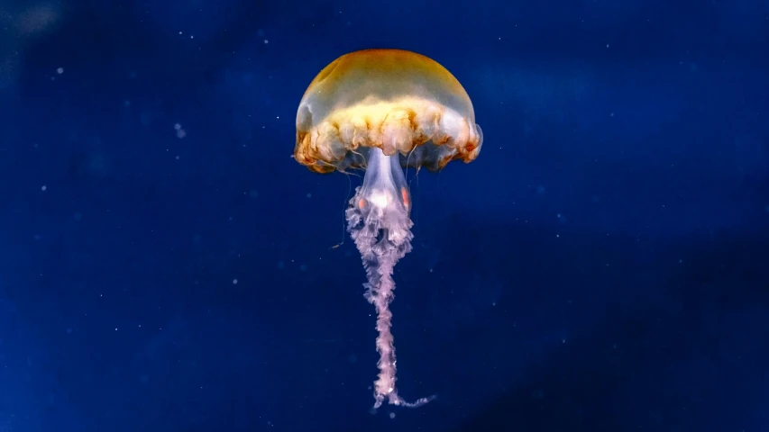 there is a jellyfish in the water with its mouth open