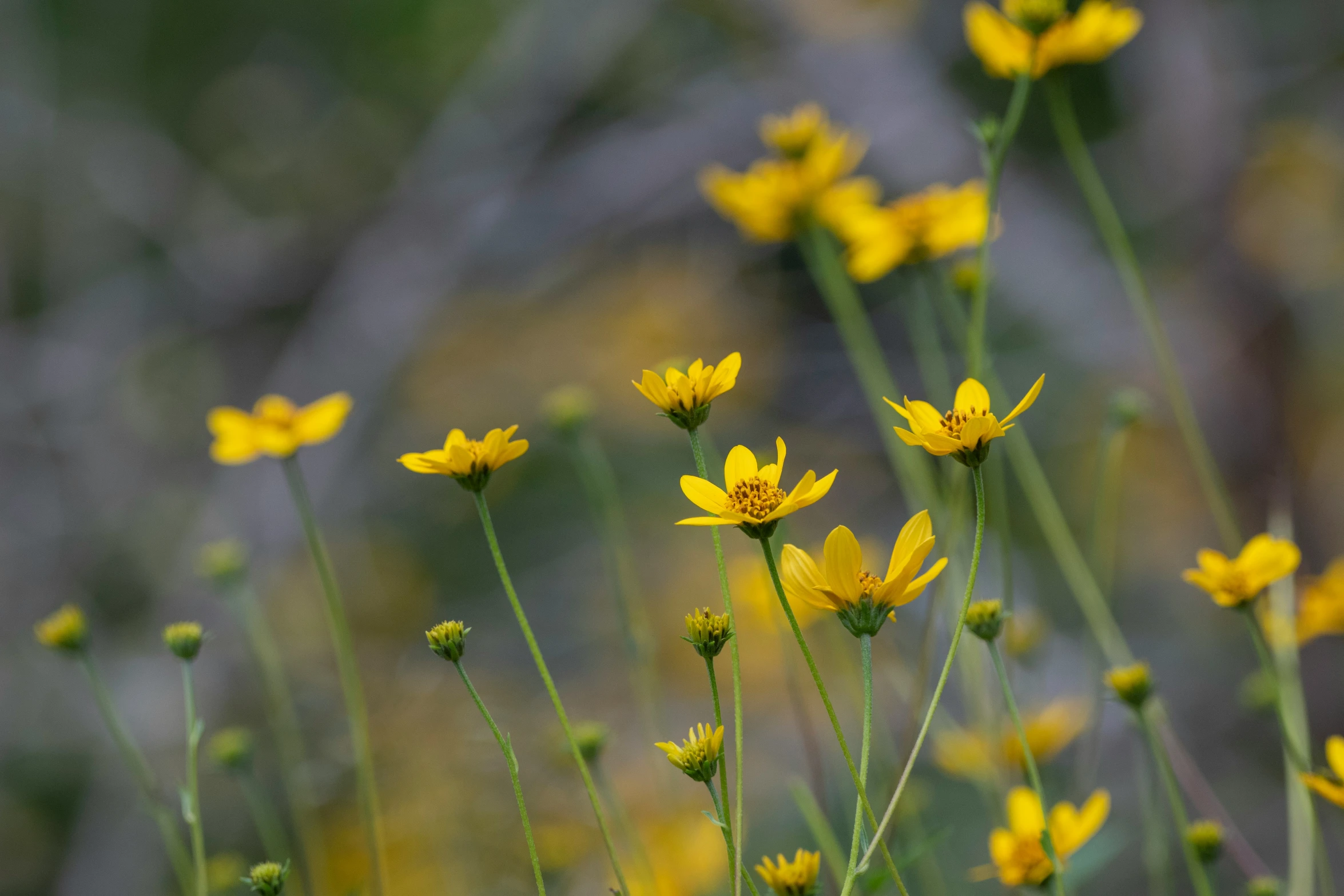 yellow flowers are shown in the wild