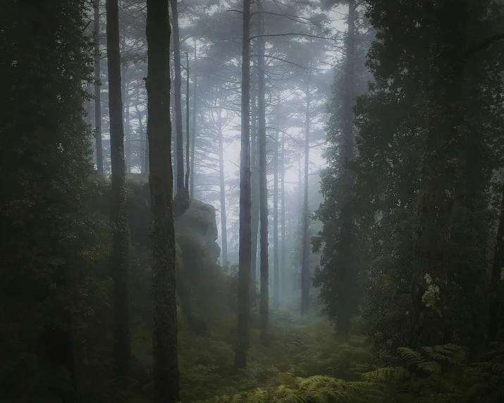 a forest filled with lots of trees and green plants