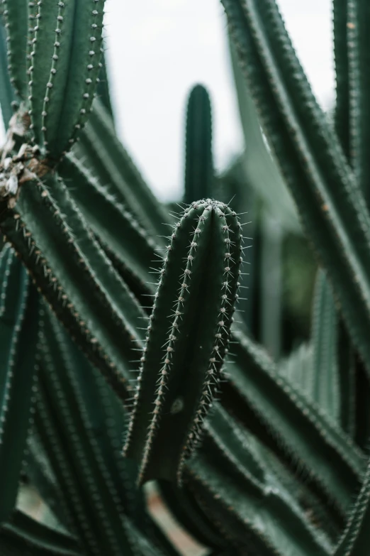 some cactus plants growing in the desert near the sun