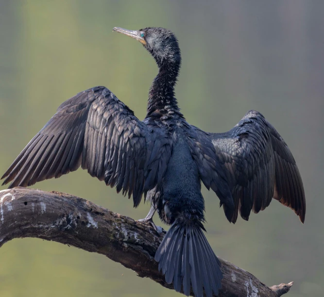 a bird sitting on a nch with its wings outstretched