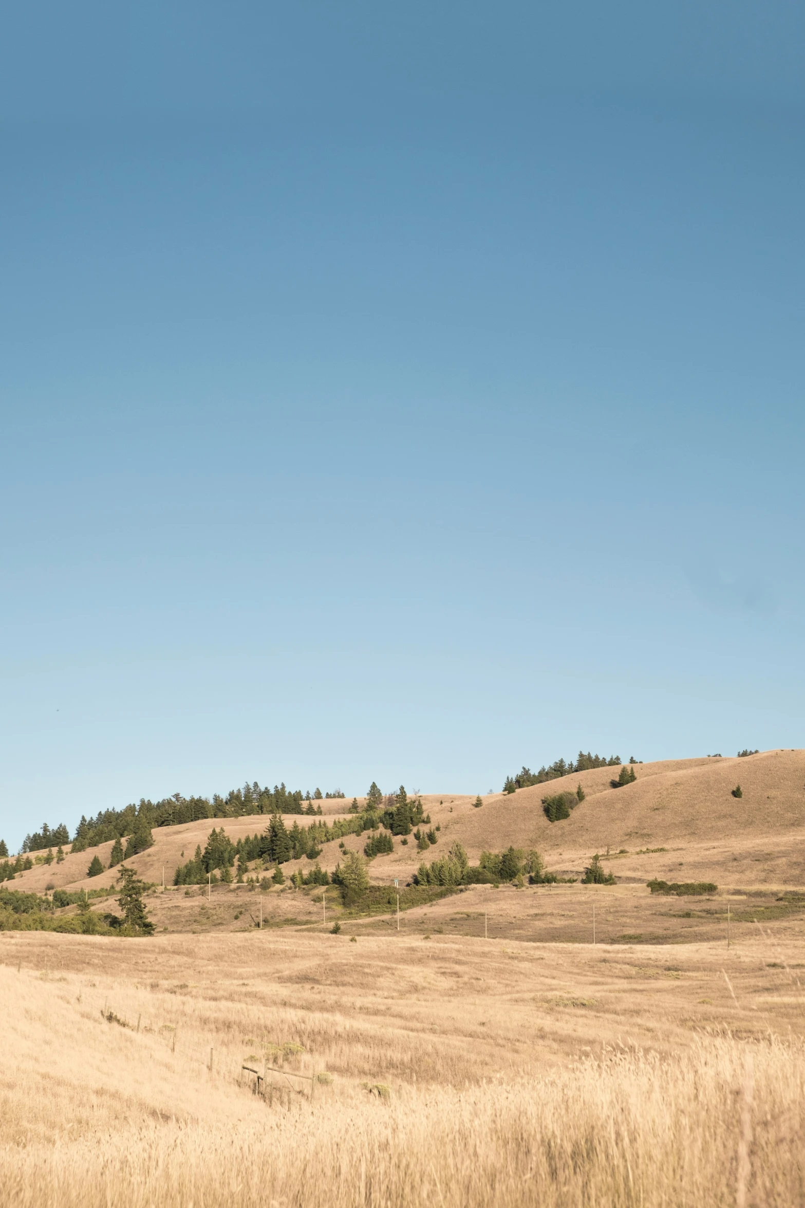 a ze walking across a field with some trees in the distance