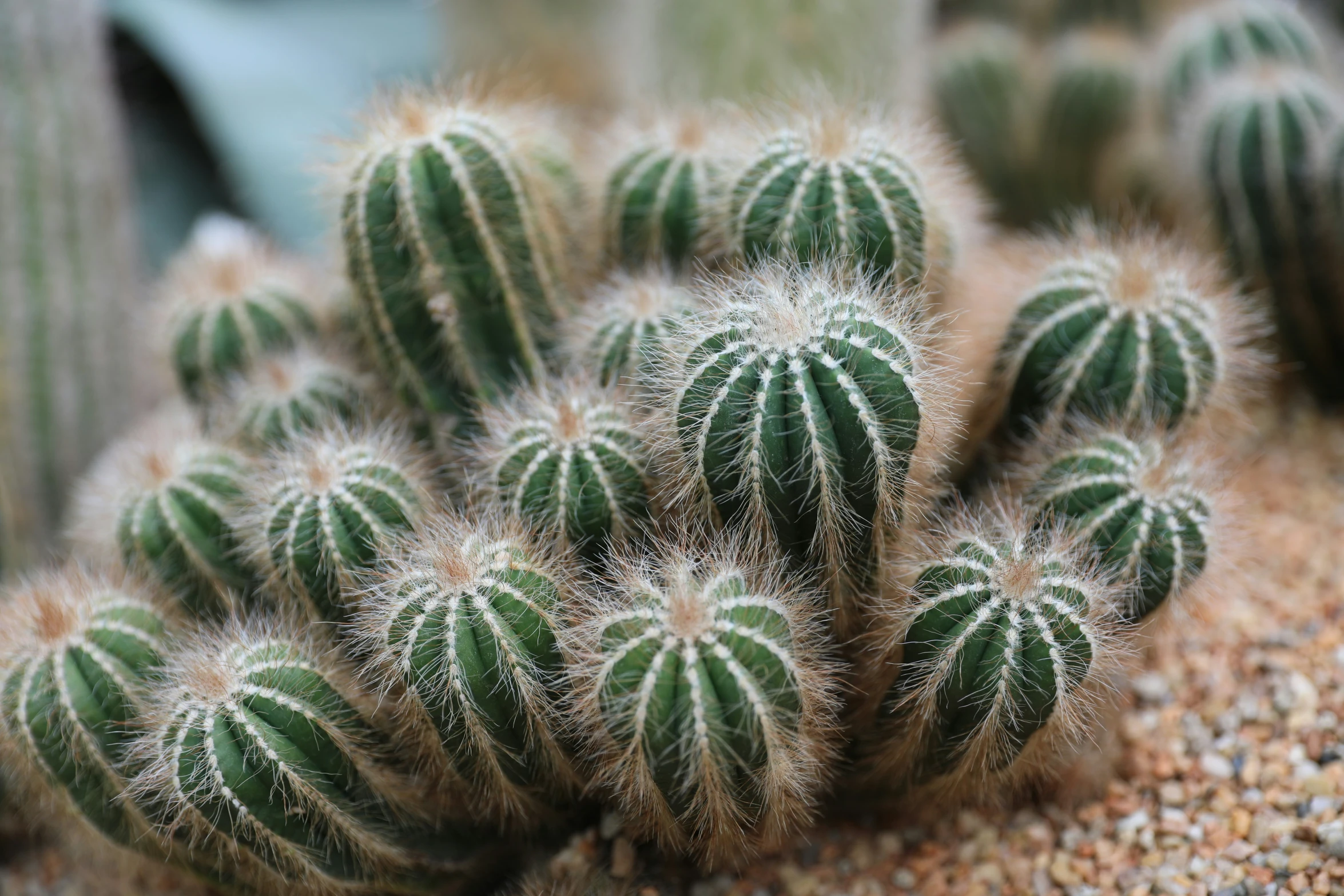 the cactus is growing in the pot on the table