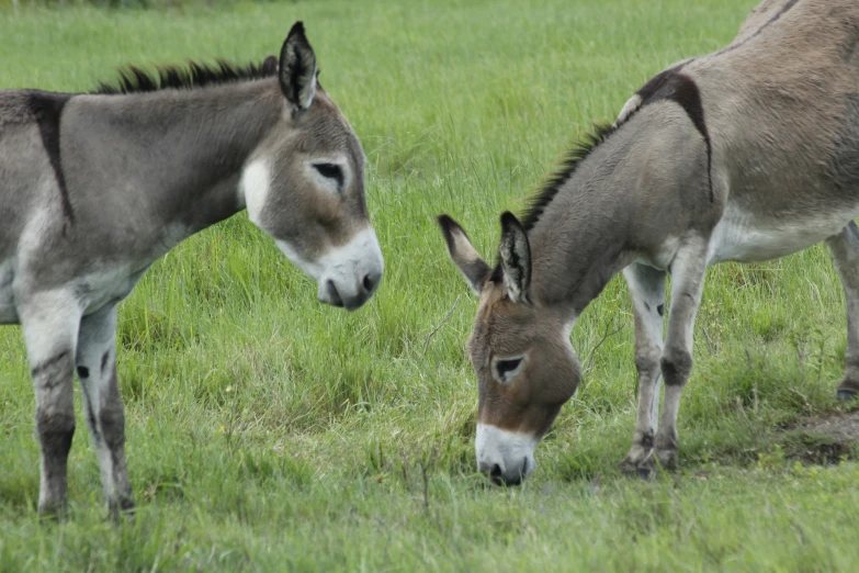 two donkeys grazing on grass in the sun