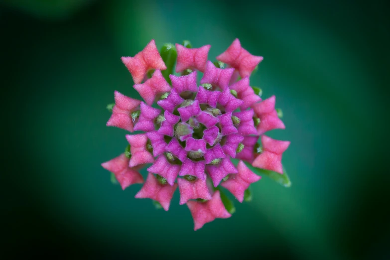 this is a colorful flower that grows on the stalk