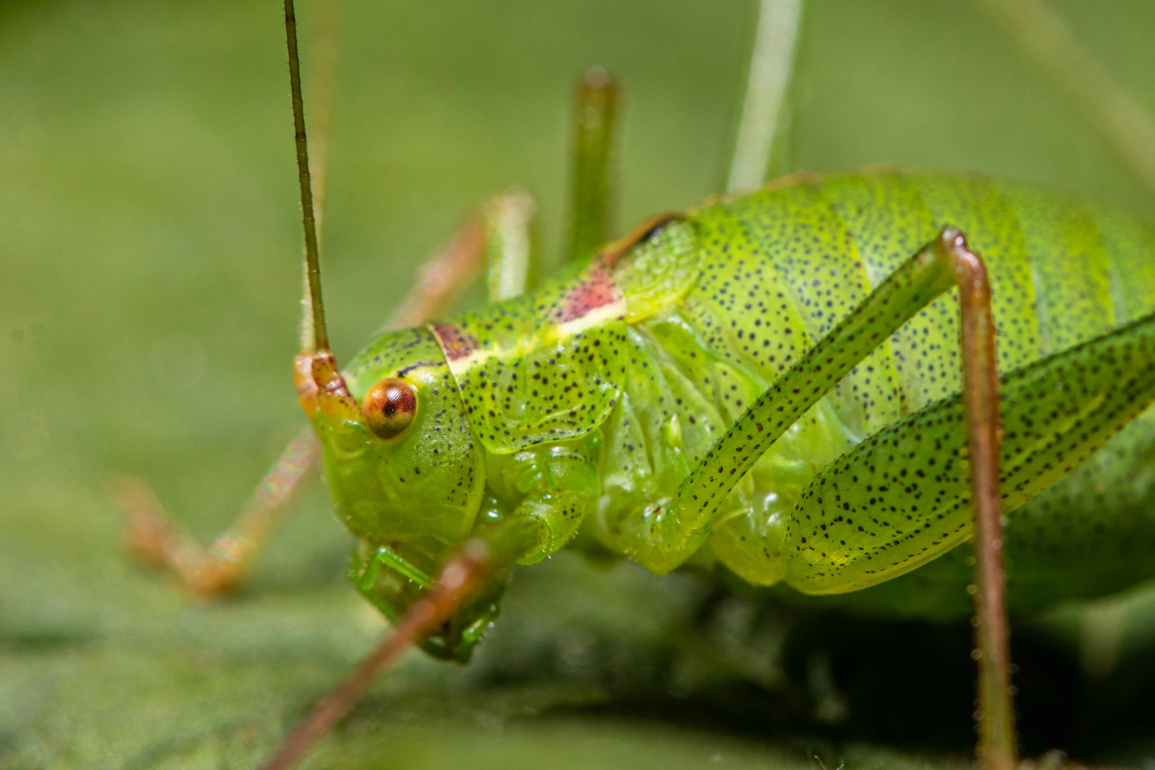 an image of a close up view of a green insect