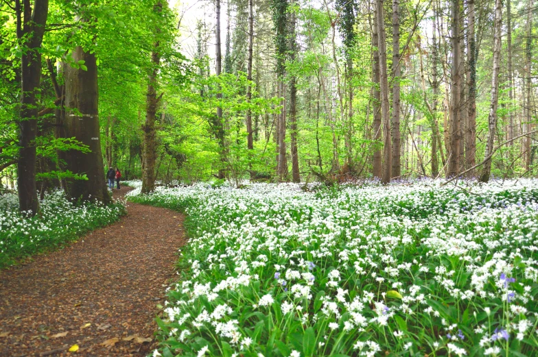 a forest of flowers, trees and a trail