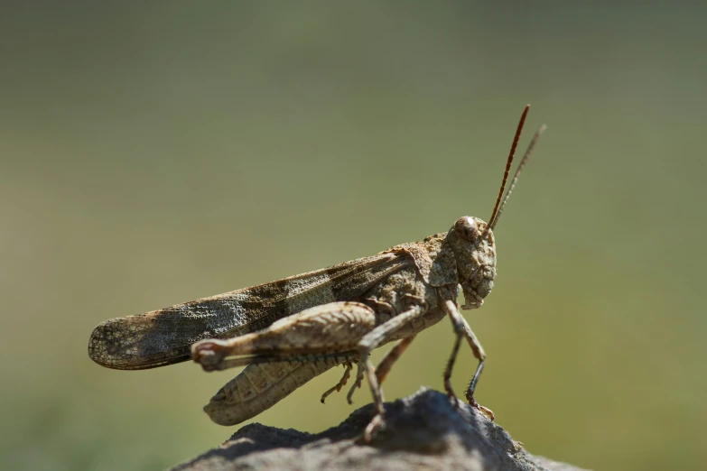 the praying mantissa is standing on a rock