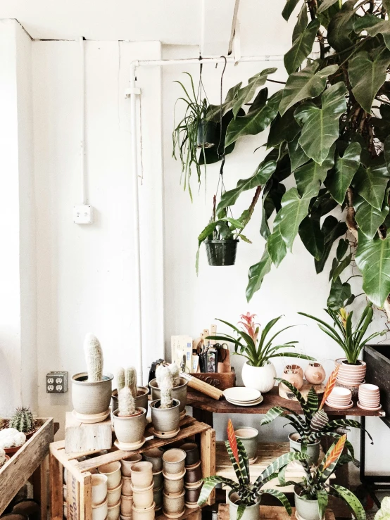 the potted plant is being held by a wooden shelf in front of two large pots