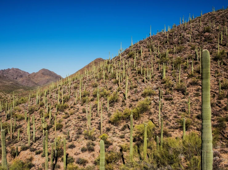 a group of tall green plants growing on a rocky mountain