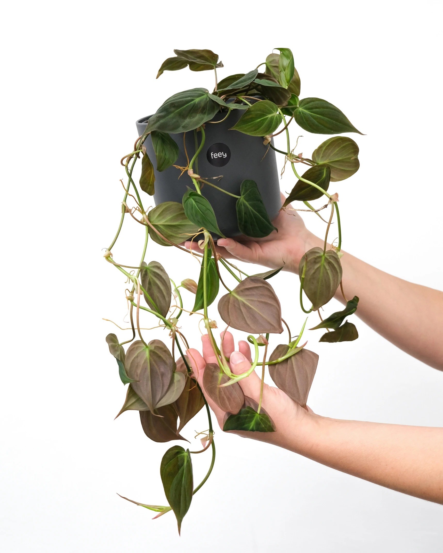 a plant is sprouting out from a hand holding it