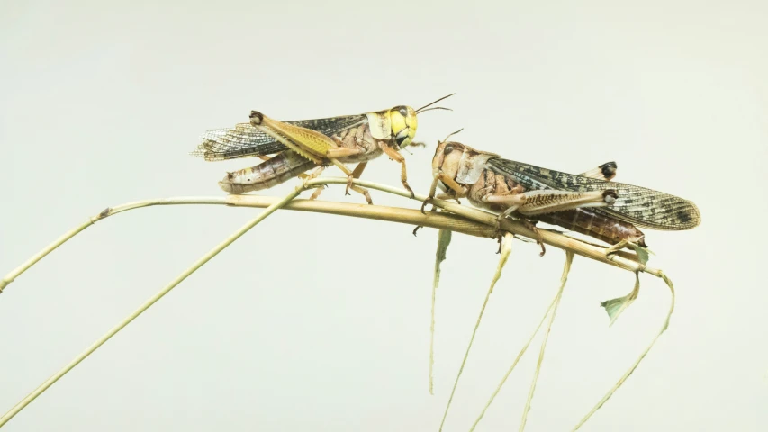 a group of insect sitting on top of a plant