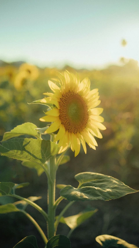 a large sunflower standing alone in the middle of a field