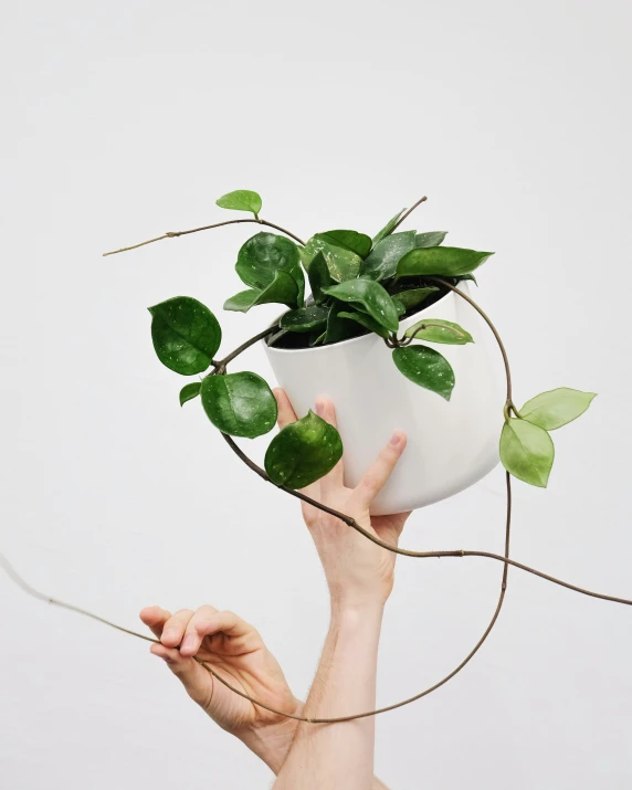 a hand holding a plant with long thin thin stems