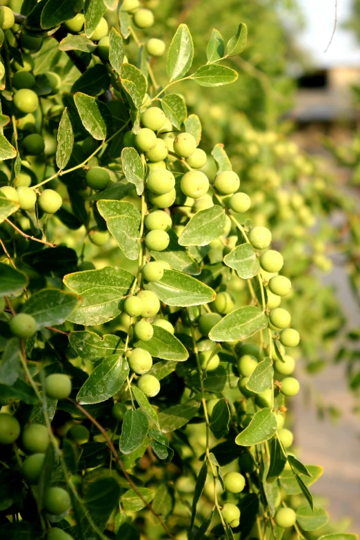 fresh berries are hanging on the green bush