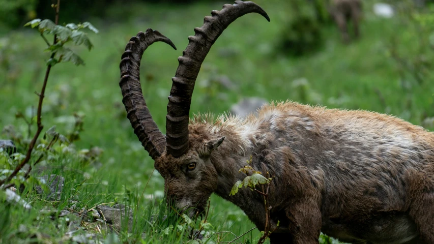 an animal with horns and long horns is walking in the grass