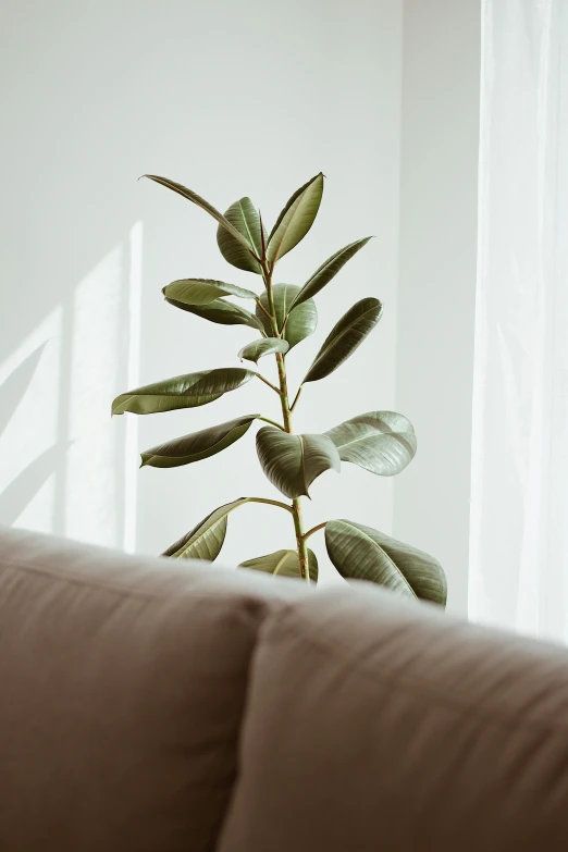 the top of a green plant with leaves sticking out of it