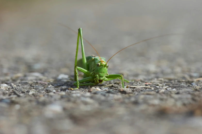 the grasshopper is standing on his hind legs