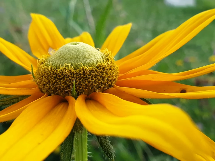 there is a yellow flower with petals in this field